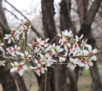 Spring 1398 360x320