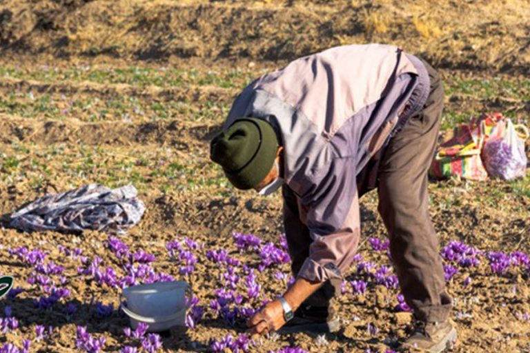 برداشت طلای سرخ در روستای خوسف