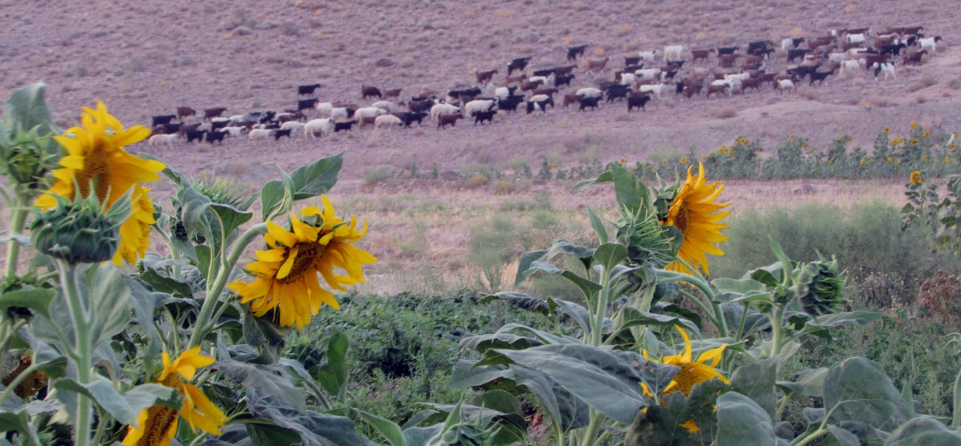 طبیعت و دامداری در پیرامون روستای خوسف